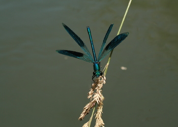 Gebänderte Prachtlibelle (Calopterxy splendens) - © Emanuel Trummer
